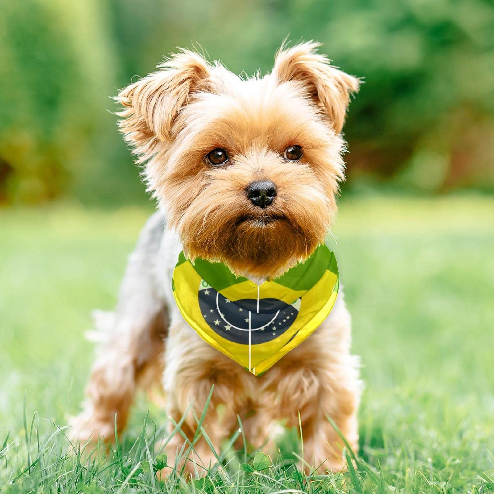 Hundehalstuch Brasilien Fußball-Design – Aus Chiffon, Dreieckig, Für Kleine Bis Große Hunde (2er Pack)