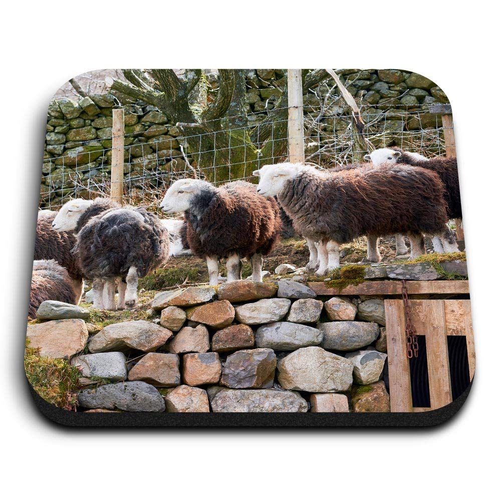 Destination Vinyl Ltd Multicolor 1 X Square Mdf Fridge Magnet - Herdwick Sheep Flock Lake District 45319