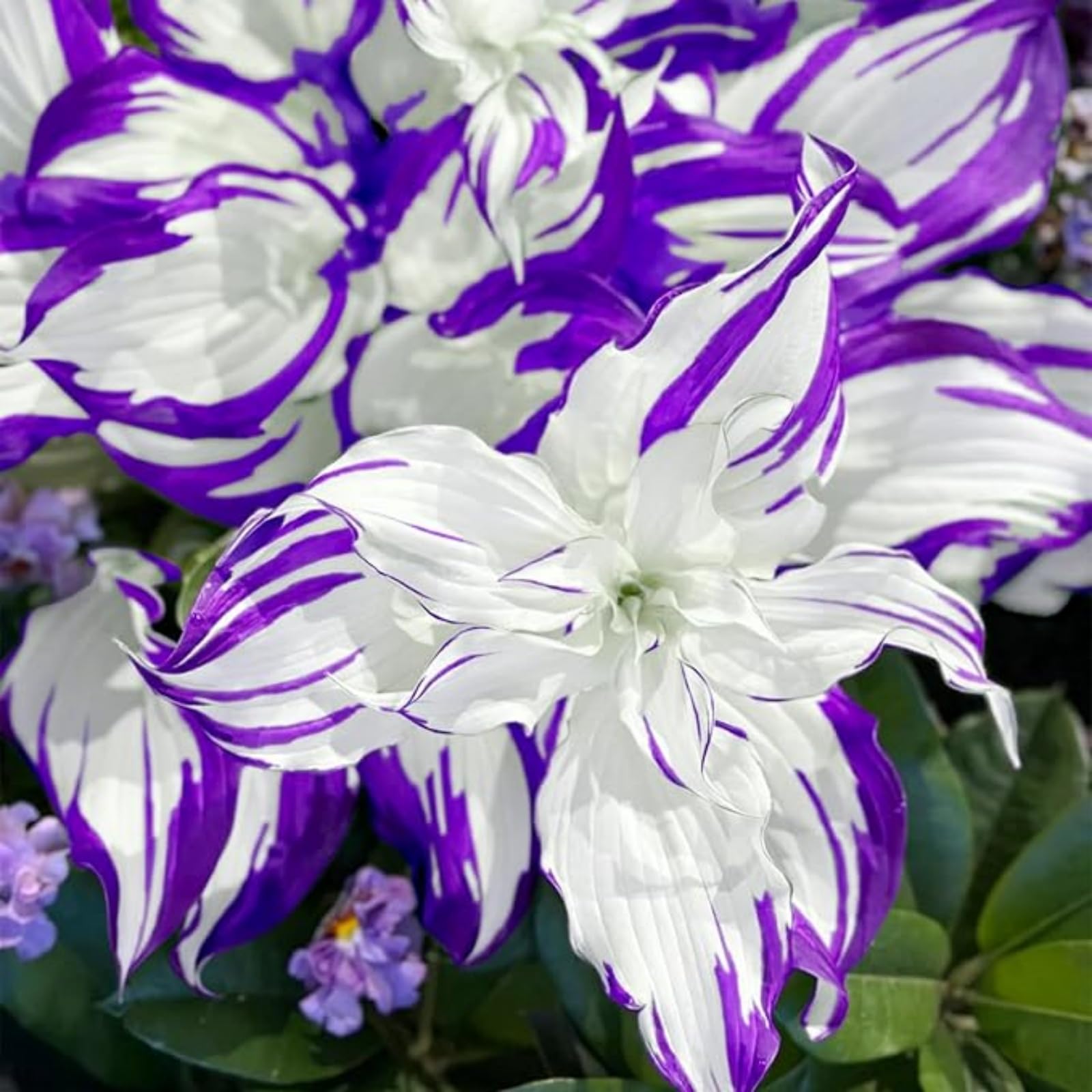 Rare Hosta Bulbs for Planting, Hardy Perennial, Excellent Display, Mix Greening Flower, Natural Organic, Wedding, Balcony Garden-15 Bulbs-J