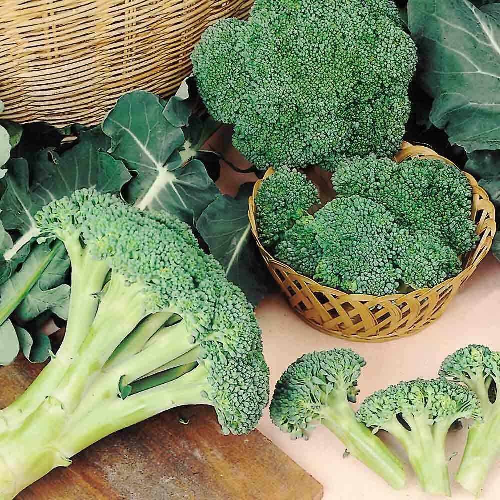 Buy4seeds 50 Seeds Giant Green Broccoli Seeds F1 Vegetable Calabrese Easy to Growing (50 Seeds)