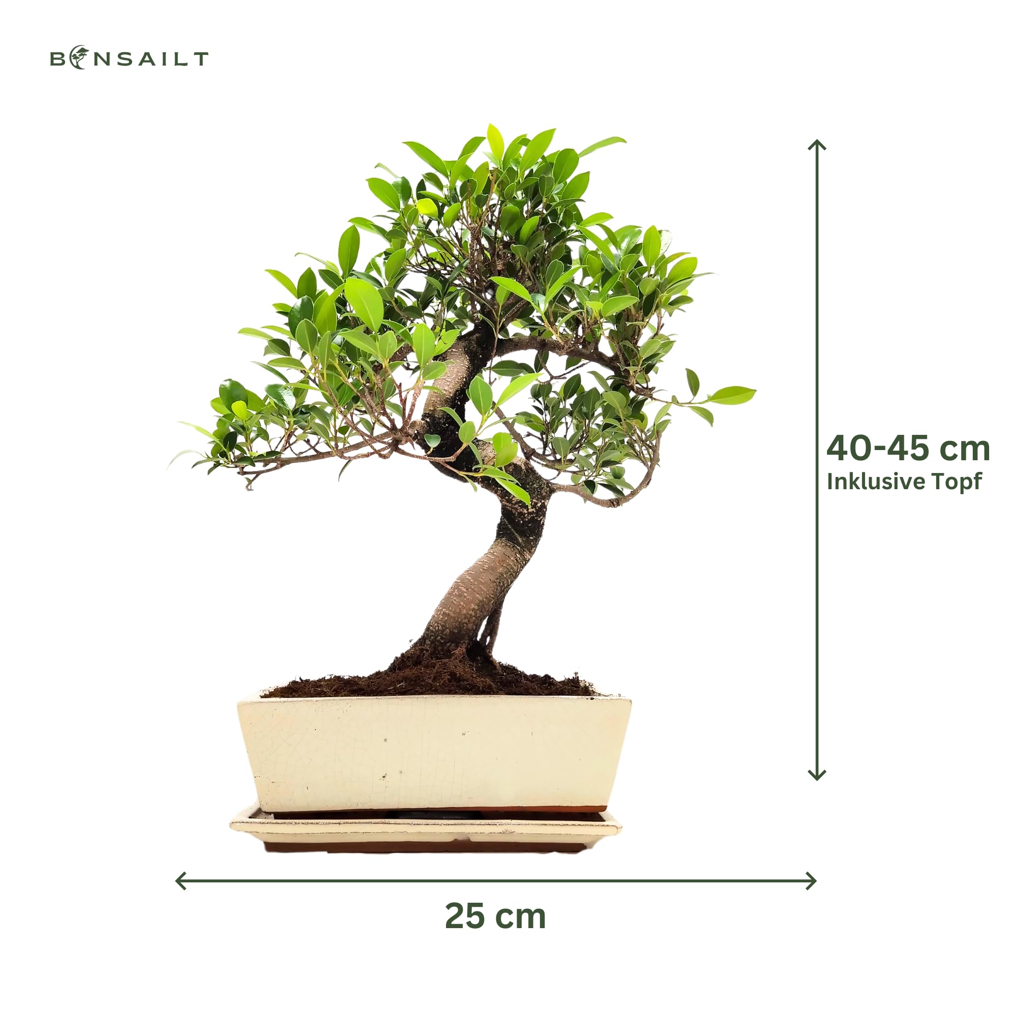 Bonsaï Ficus en pot céramique 45-50 cm plante intérieur cadeau