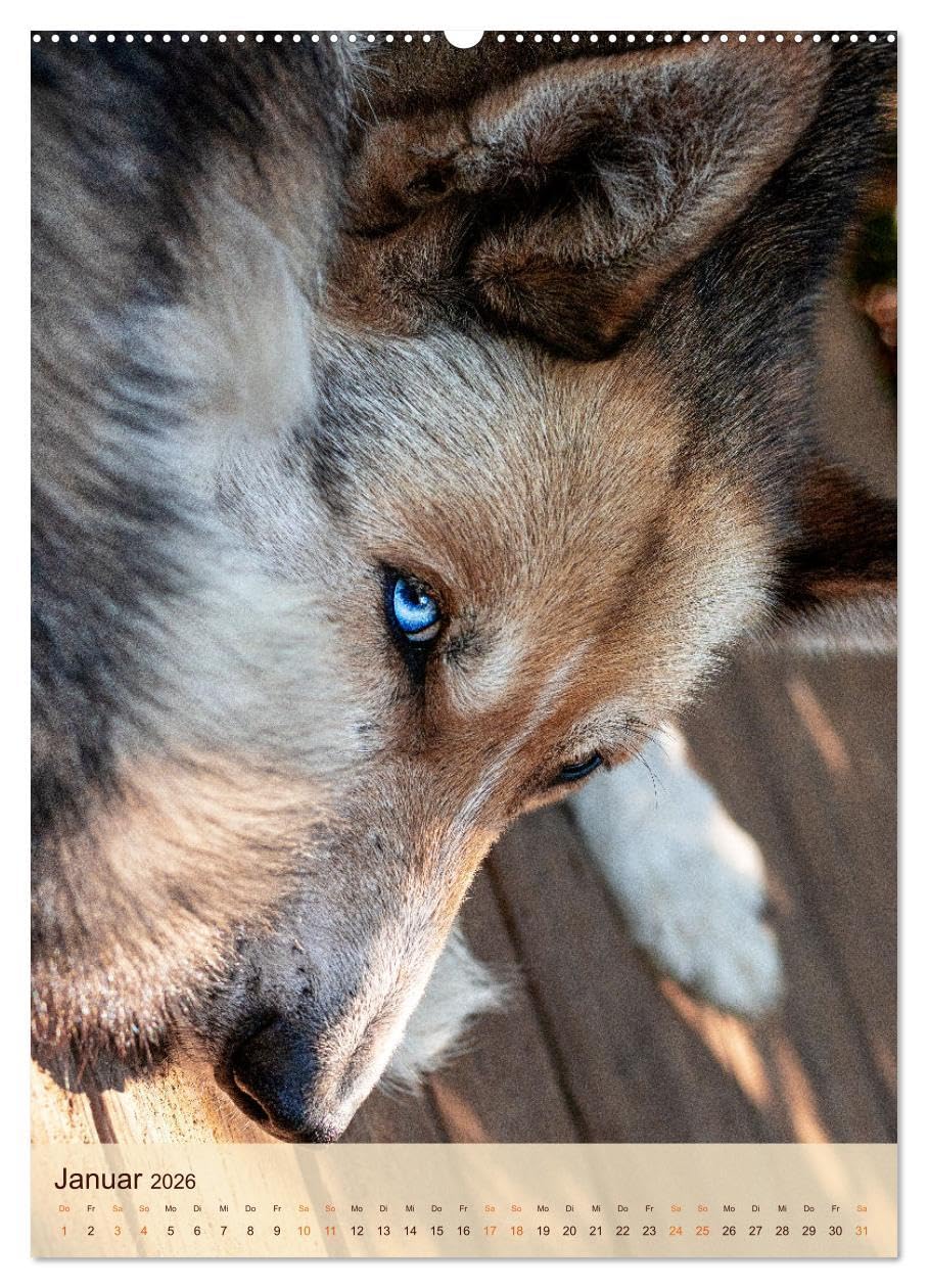 Im Husky-Rudel (Wandkalender 2026 DIN A2 hoch), CALVENDO Monatskalender: Eine charakteristische Bilderserie, die das friedvolle und spielerische ... von Huskies dokumentiert. (CALVENDO Tiere)