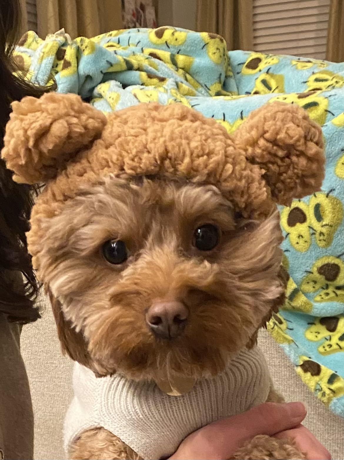 From Fierce Feline to Cuddly Can