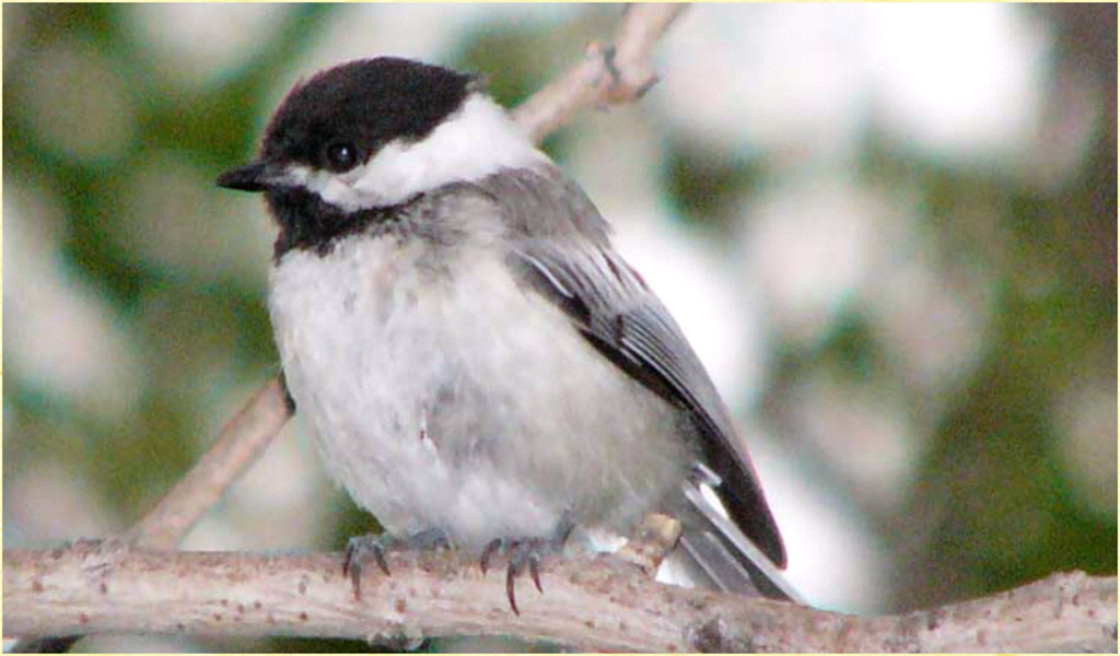 Chickadee Wallpapers - App on Amazon Appstore