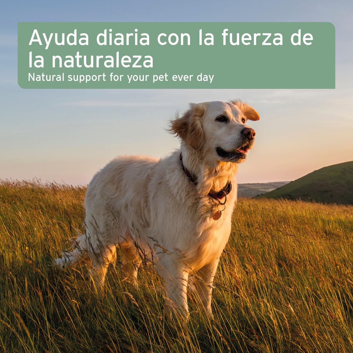 AniForte Aceite de Coco orgánico para Perros y Gatos 1 litro Grado alimenticio - Virgen, sin refinar, Alto Contenido de ácido láurico, Cuidado del Pelaje, Patas y Piel, orgánico, suplemento para Barf