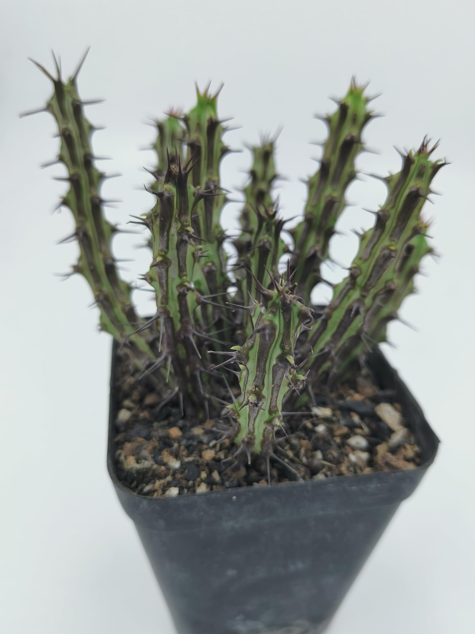 Studio Seed Euphorbia Sp Nova Somalia Hordio : Amazon.in: Garden