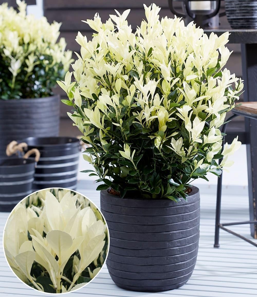 BALDUR Garten 1x Euonymus 'Himalaya', Pflanze im 2 Liter-Topf, weißer Neuaustrieb, immergrün, winterhart & mehrjährig, pflegeleicht, ideal für Beet & Kübel