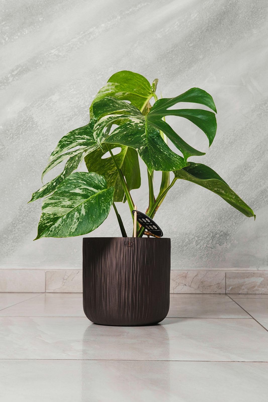 Monstera deliciosa Albo Variegata | Pianta da interno rara, Variegata bianca, Sempreverde rampicante o ricadente, Foglie grandi fenestrate, Luce indiretta