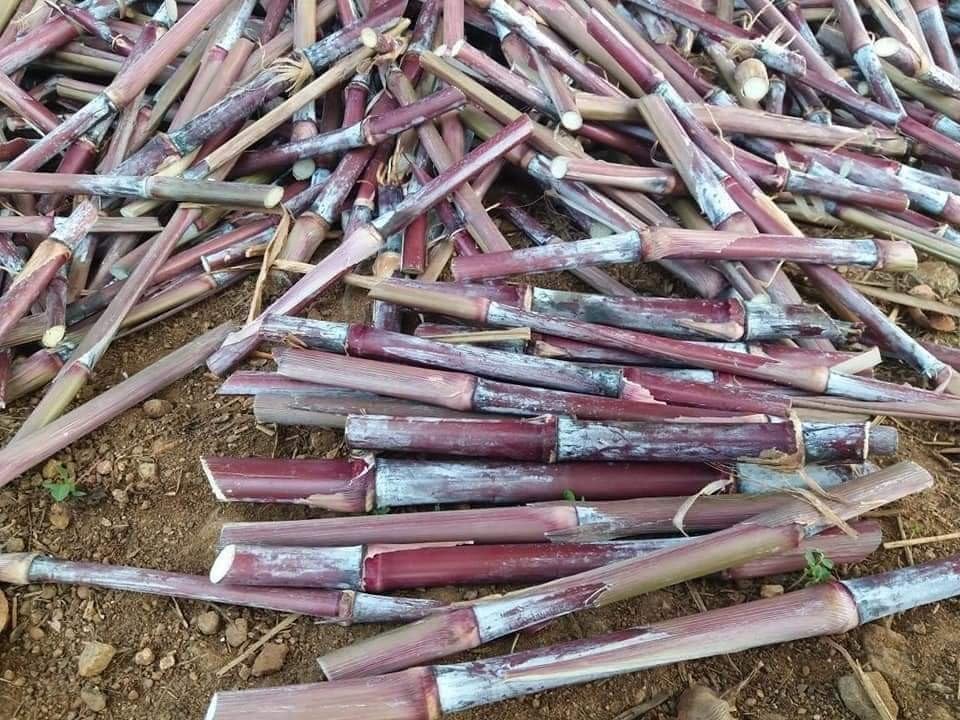 Red napier grass stick,100% germination (80 stick) (B0CBBK23FD) Amazon Price History, Amazon Price Tracker