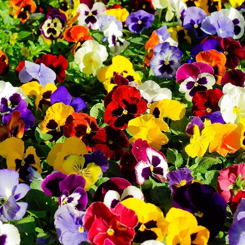 MAELSA® GRAINES EN SACHET POUR POTAGER ET JARDIN - FLEURS - SEMENCES DE FLEURS DIVERS VARIETES AU CHOIX (PENSEE SUISSE A GRANDE FLEUR VARIEE)