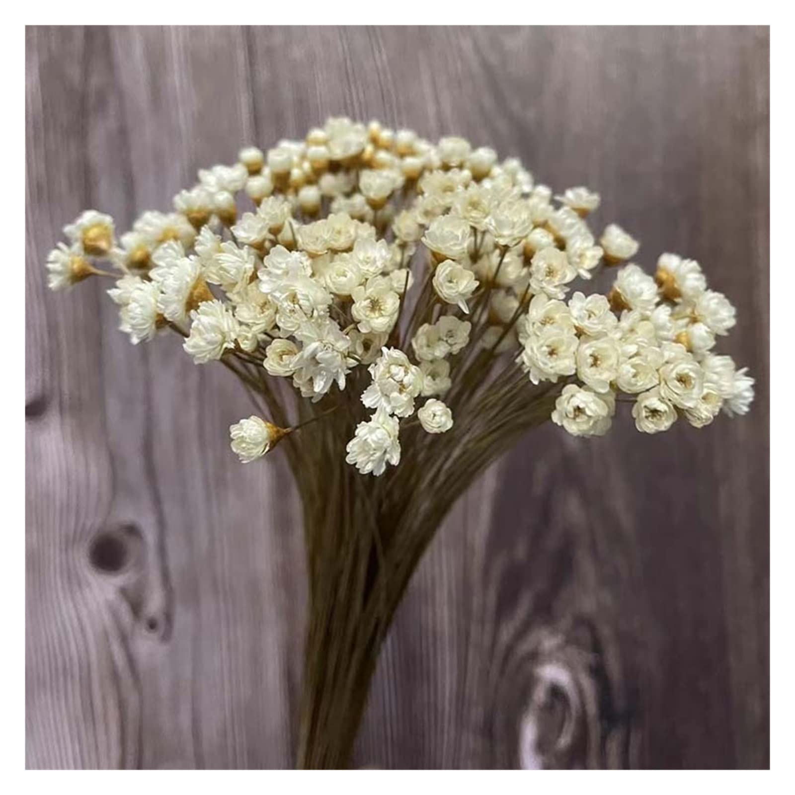 30 stks Mini Gedroogde Bloem Daisy Boeket Kleine Ster Bloemen Chrysant Trouwzaal Woondecoratie Foto Props Gedroogde Planten Kunst - Wit 30 stks Mini Gedroogde Bloem Daisy Boeket Kleine Ster Bloemen Chrysant Trouwzaal Woondecoratie Foto Props Gedroogde Planten Kunst - Wit