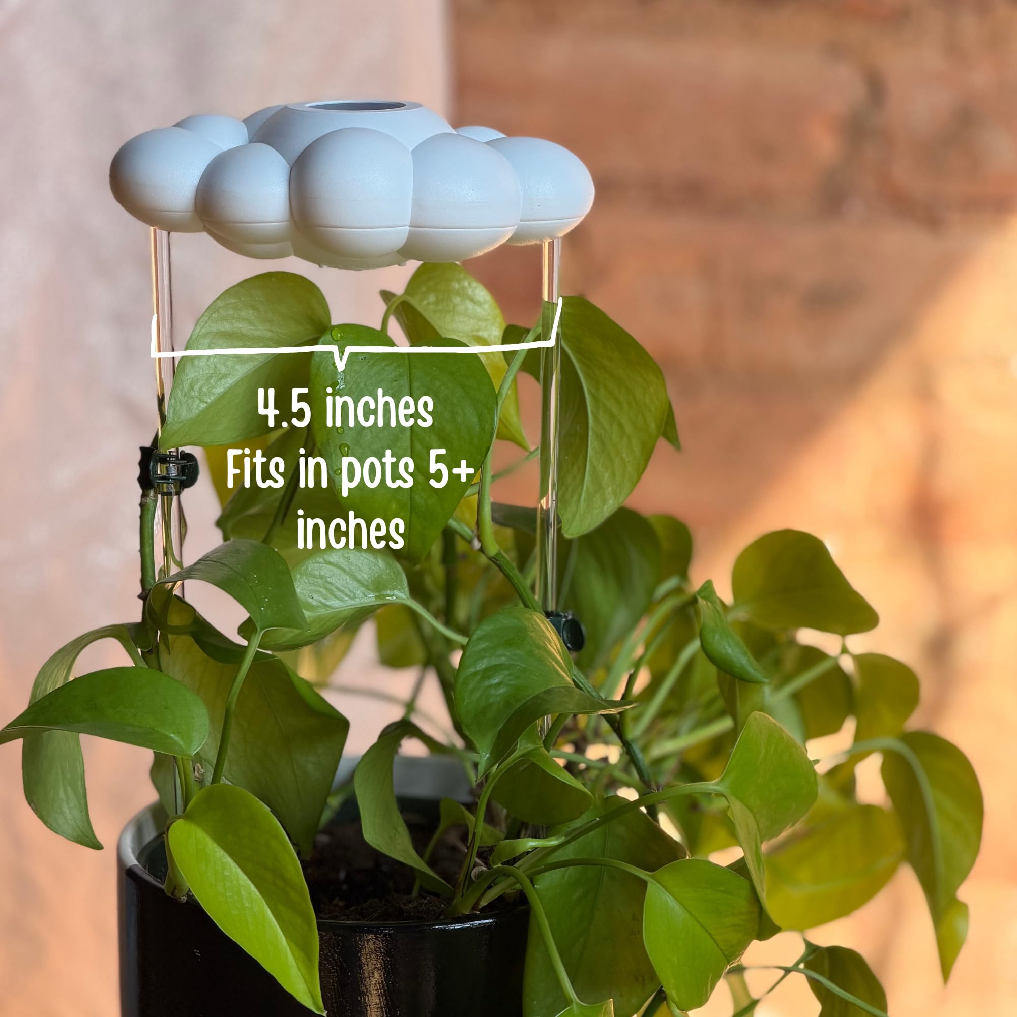 dot plant 10 Dwarf ROSE Pink POLKA DOT PLANT Splash Select Hypoestes Phyllostachya  Flower Houseplant Seeds