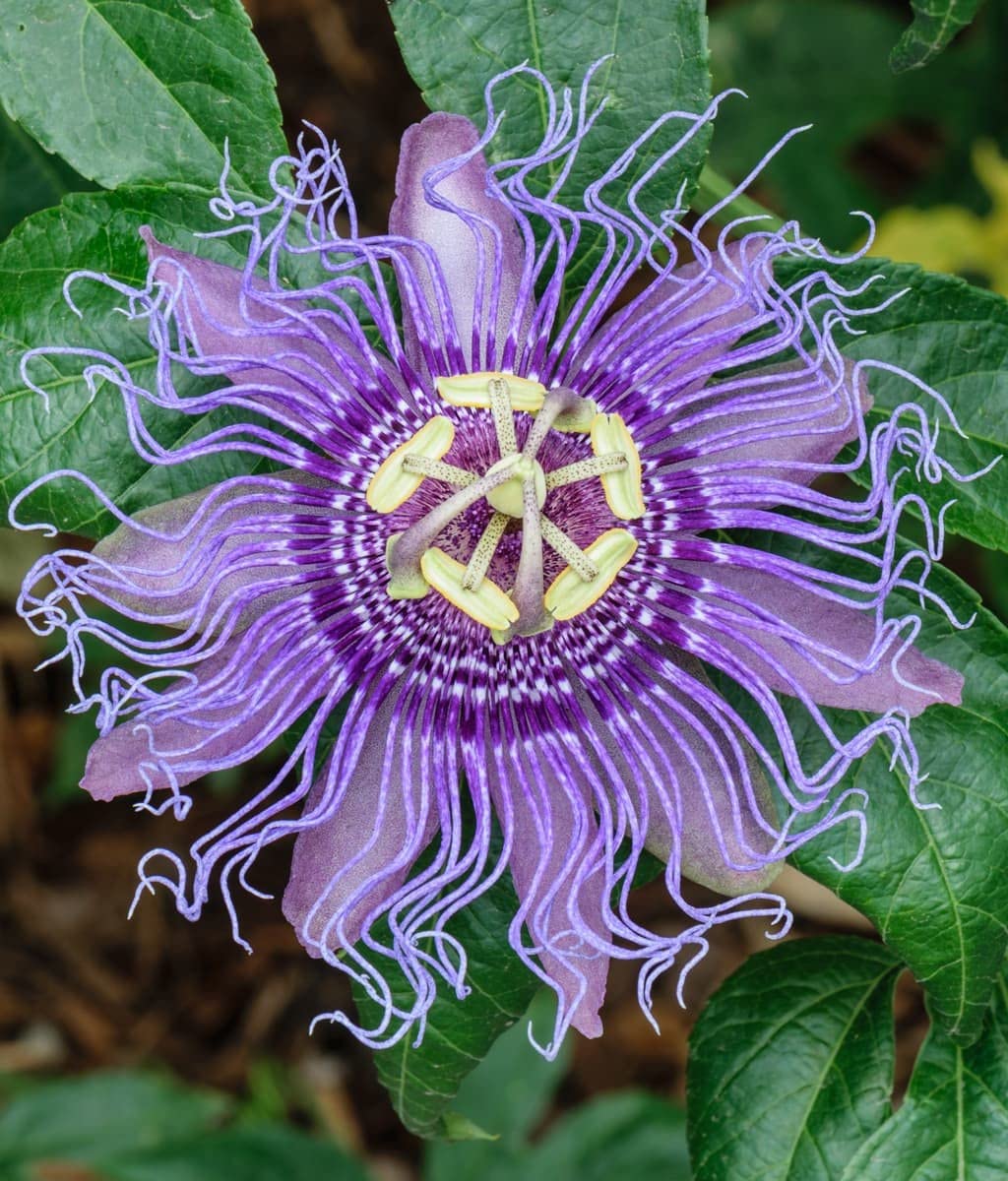 Creative Farmer Passion Flower (Passiflora Incarnata) Krishna Kamal For Backyard Live Plant (Healthy Live Plant) (B09SDC5YKT) Amazon Price History, Amazon Price Tracker