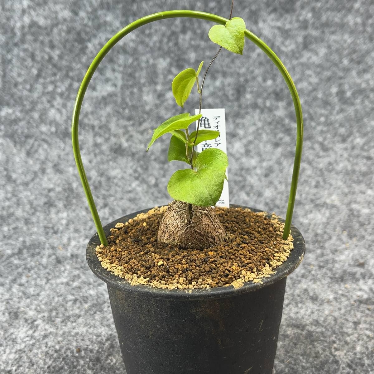 【亀甲竜】 塊根植物 鉢ごと発送します ② Amazon.co.jp: 鉢ごと発送アフリカ型亀甲竜 Dioscorea