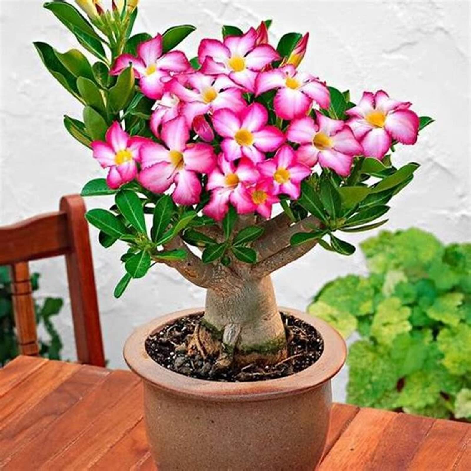 Desert Rose Plant Live, Plants/Rhizome/Ornamental/Resistant/Desert Rose Strong Plan, Desert Rose Easy to Plant, Suitable, Gorgeous, Desert Rose Plant Bulbs,Bedding/Desert Rose Bulbs, 3Bulbs-D