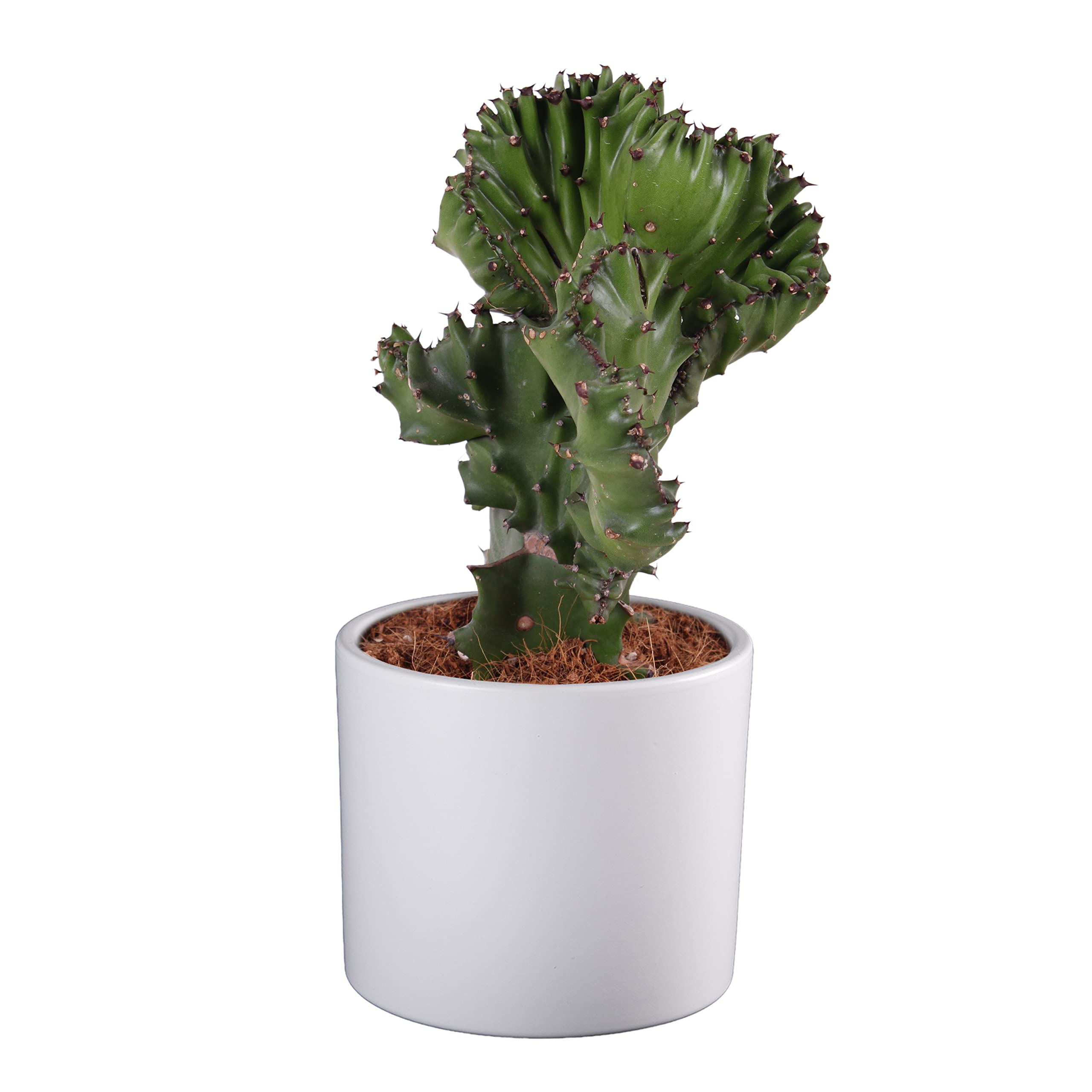 Kaktus von Botanicly  Korallenkaktus  Hhe: 30 cm  Euphorbia Lactea  Cristata : Amazon.de: Garten