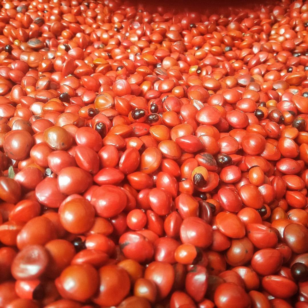 Pmw Natural and Rare Full Red Gunja - 21 Pieces (B0796CR992) Amazon Price History, Amazon Price Tracker