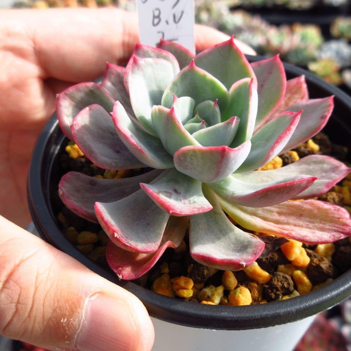 多肉植物 韓国苗　ブルーハイヒール 多肉植物 韓国苗 ブルーハイヒール