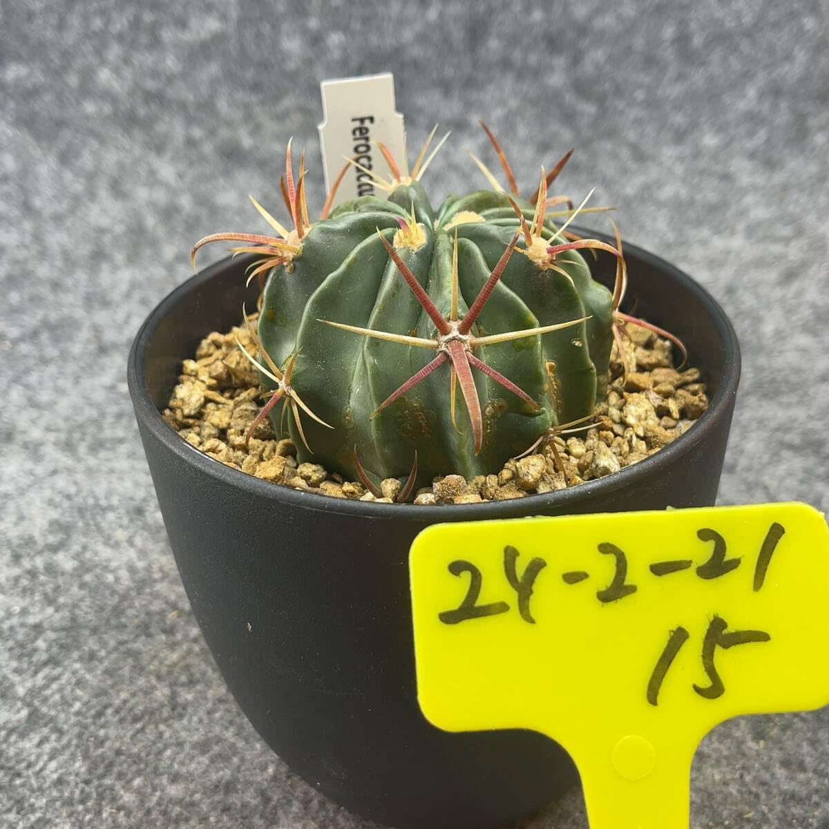 Amazon.co.jp: 鉢ごと発送フェロカクタス 日の出丸 Ferocactus