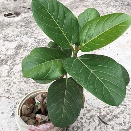 Guruji Plantation Banyan Tree Bargad Live Plant with Plastic Pot (Pack of 1)