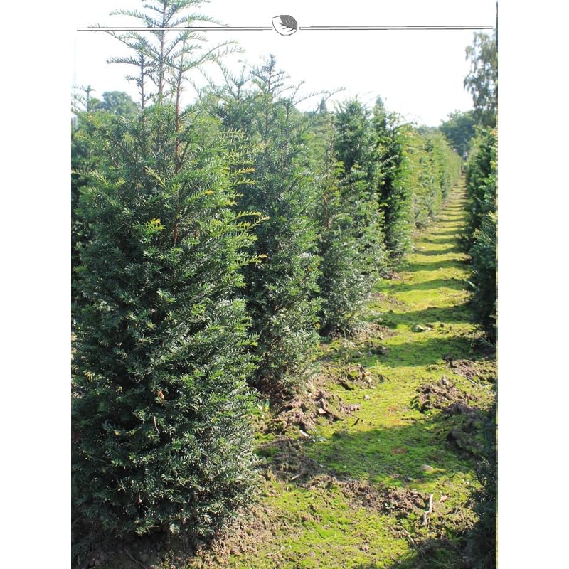 Common Yew Taxus baccata 140-160 cm 60 Taxus Conifers Green Taxus Hedge :  Amazon.de: Garden