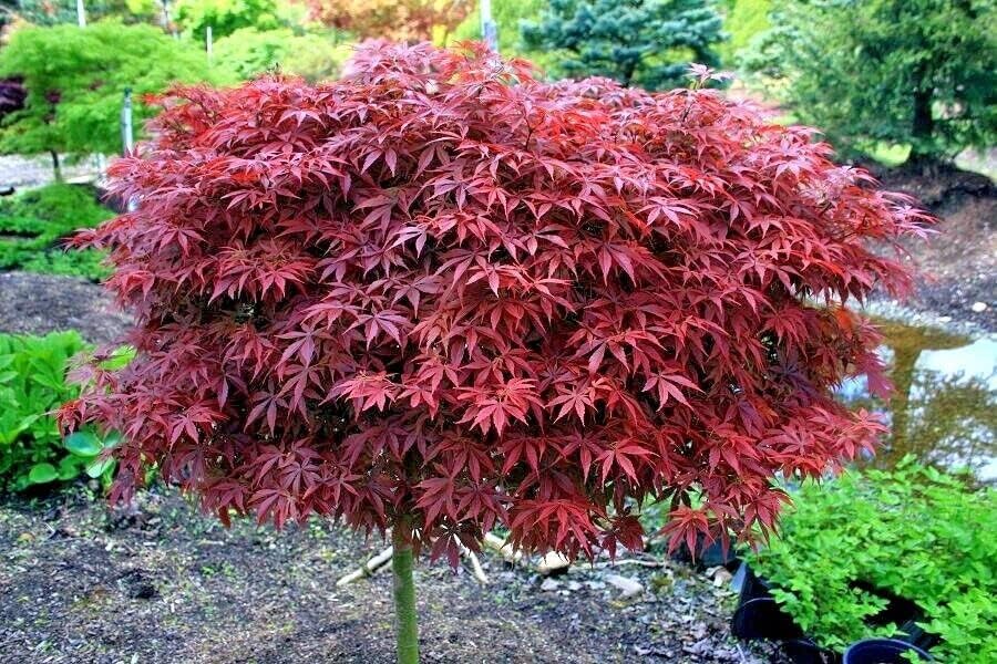 Miniatura 3 de 5 semillas de árbol de arce de hoja lineal roja japonesa enana  Acer Scolopendrifolium Bonsai