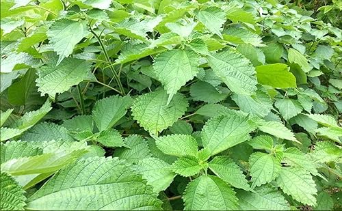 Miniatura 2 de Extracto de hoja de ramio puro natural orgánico tostado en polvo, 7.05 onzas (7.05 oz)