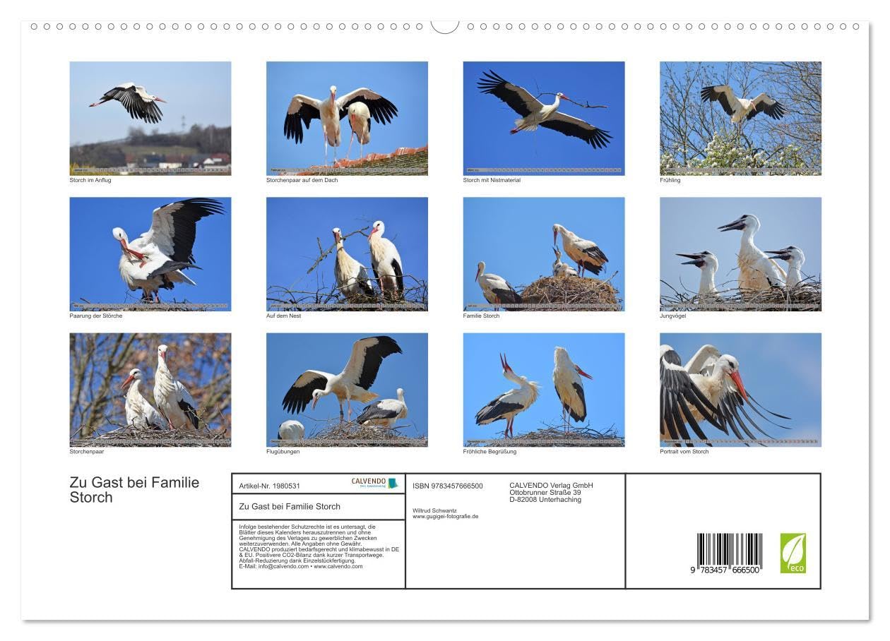 Zu Gast bei Familie Storch (hochwertiger Premium Wandkalender 2026 DIN A2 quer), Kunstdruck in Hochglanz: Störche ... gern gesehene Gäste in Deutschland (CALVENDO Tiere)