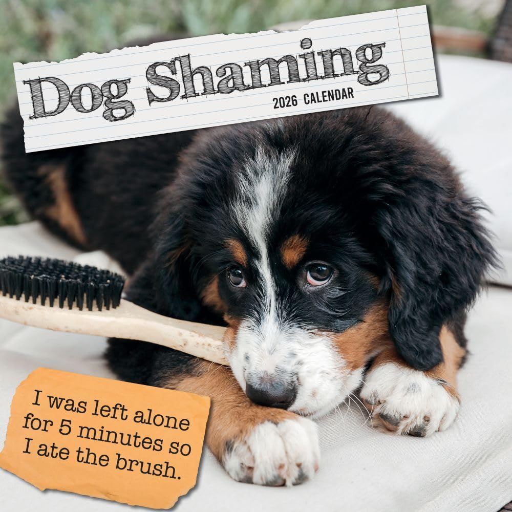 TGSC | Dog Shaming 2026 Calendar 16 Month (Sep 2025-Dec 2026) Family Square Wall 2026 UK | Planner with Large Grid for Home or Office Organisation, Humour 2026 Funny UK