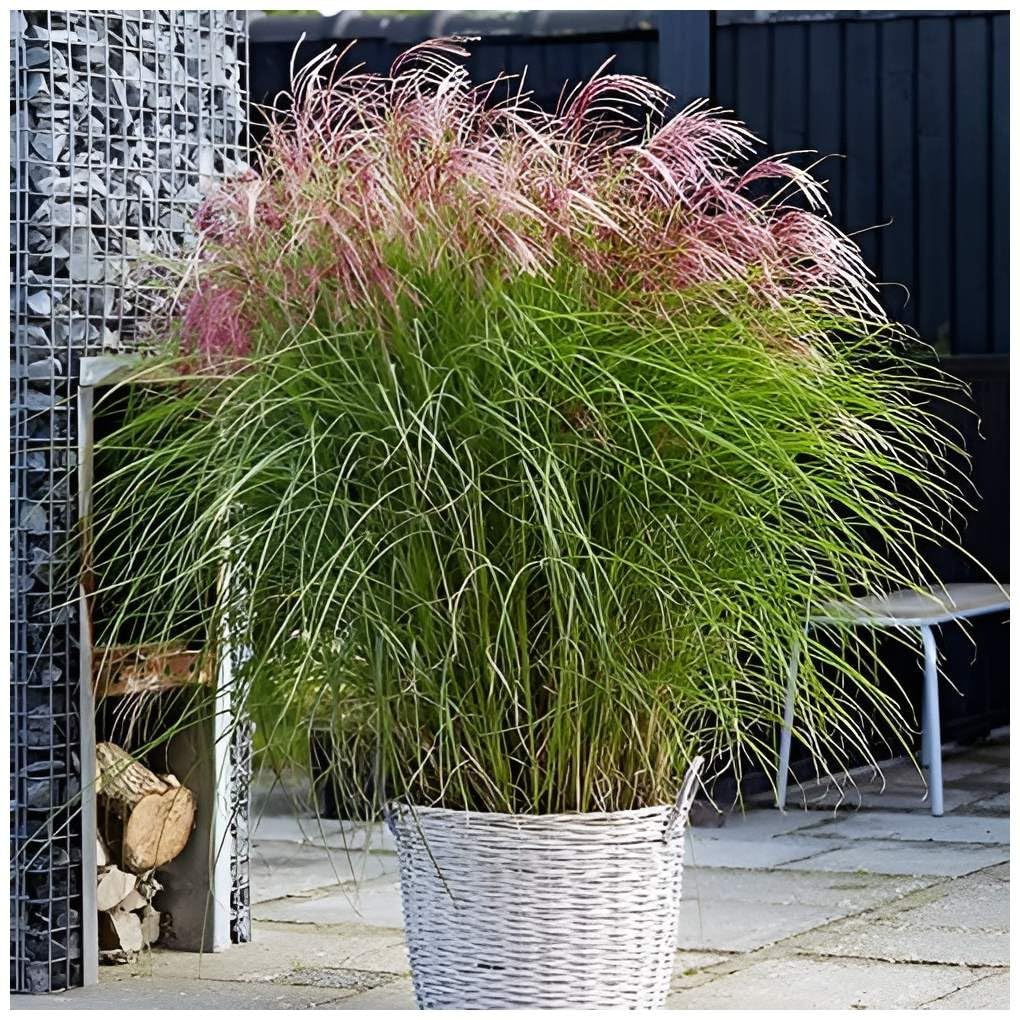 Miscanthus X Giganteus 'Meidl'  Rotes Riesen-Chinaschilf Elefantengras 1L  Topf Winterhart Ziergras