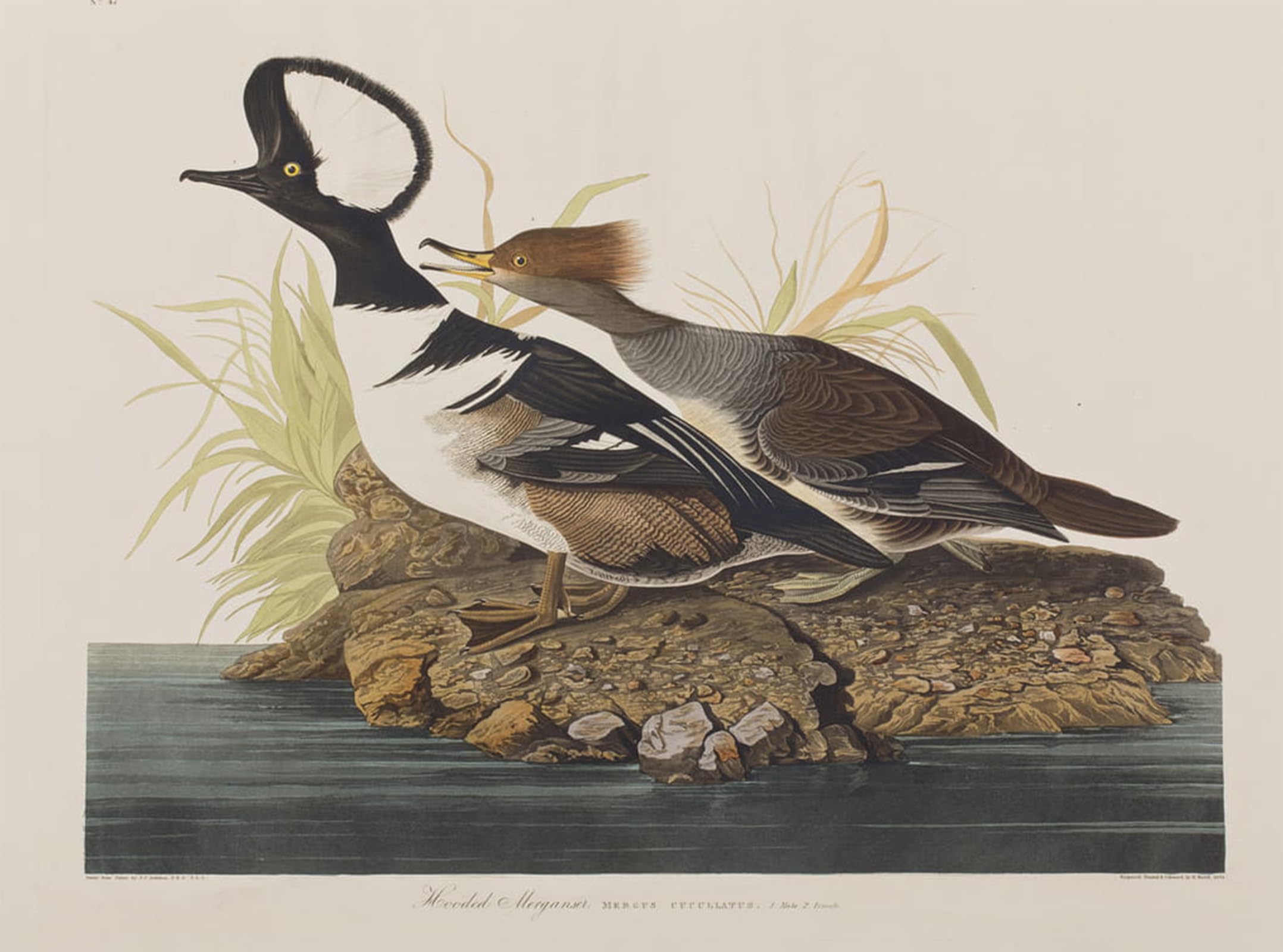 Artxlxxbn No Frame Famous Painting Canvas Artwork Graffiti Print Illustration From Birds Of America By John Jamess Audubon Portrait Canvas Image For Home Decor 60X90cm