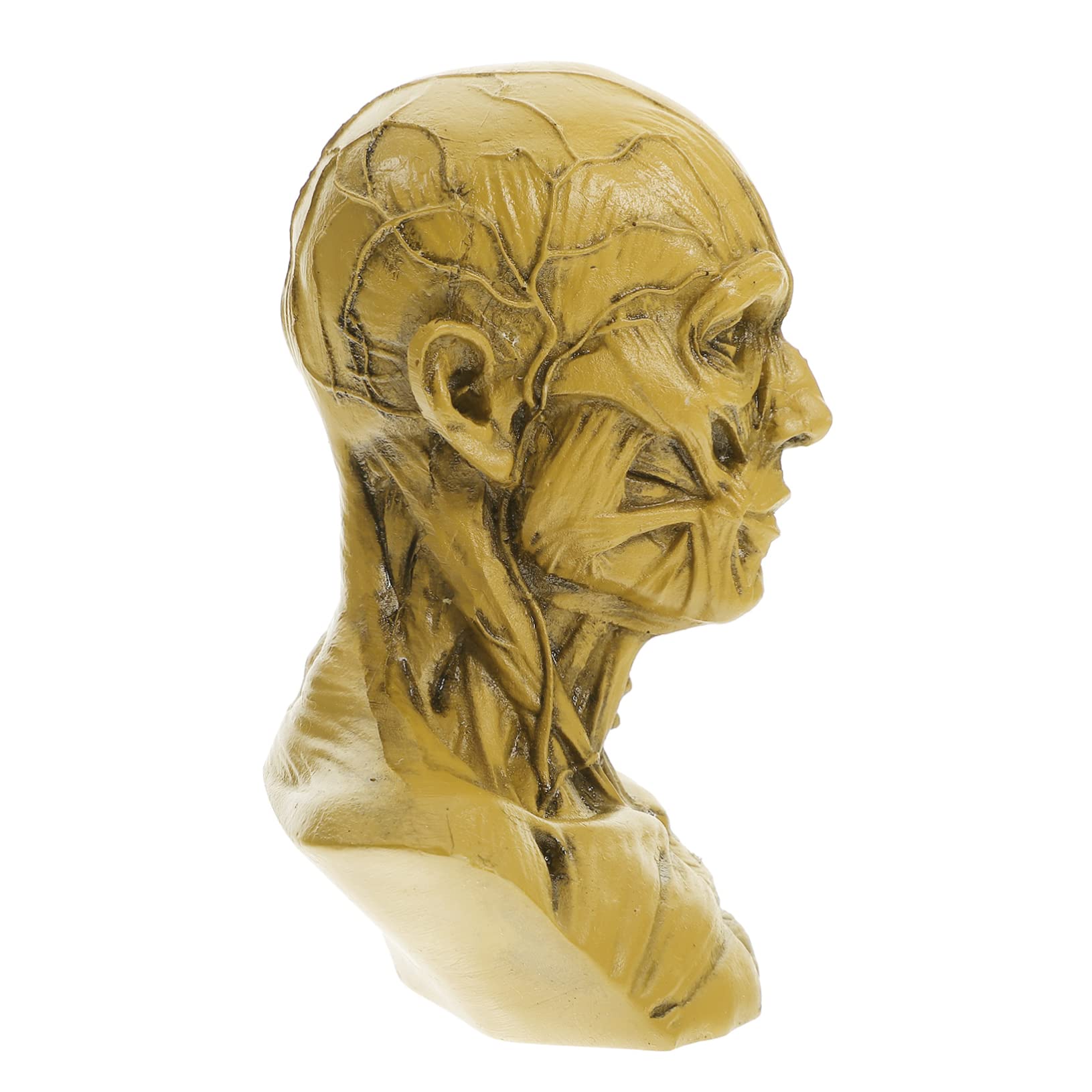 PRETYZOOM 4 Piezas Estatua De Boceto Cabeza De Cráneo Estatua Muscular Cabeza De Cráneo Pequeña Modelo De Cabeza De Cráneo Estatuilla De Boceto Artesanal De Cabeza De Cráneo Modelo De