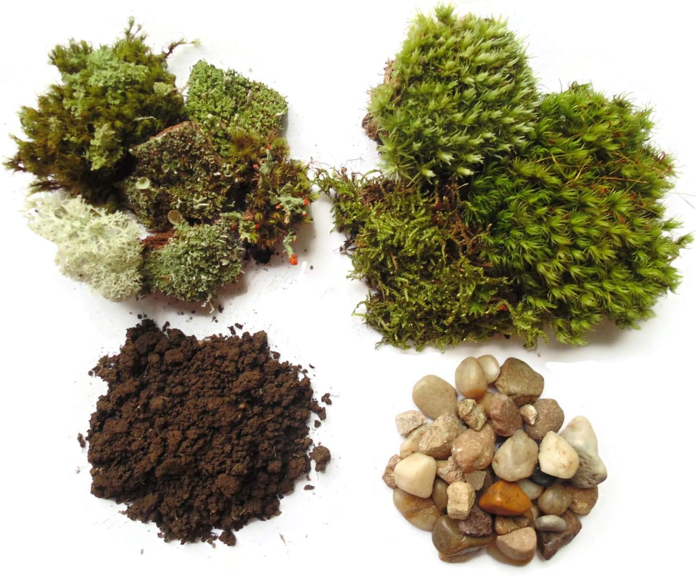 Small Terrarium Kit with Live Moss and Lichen, Pebbles & Soil