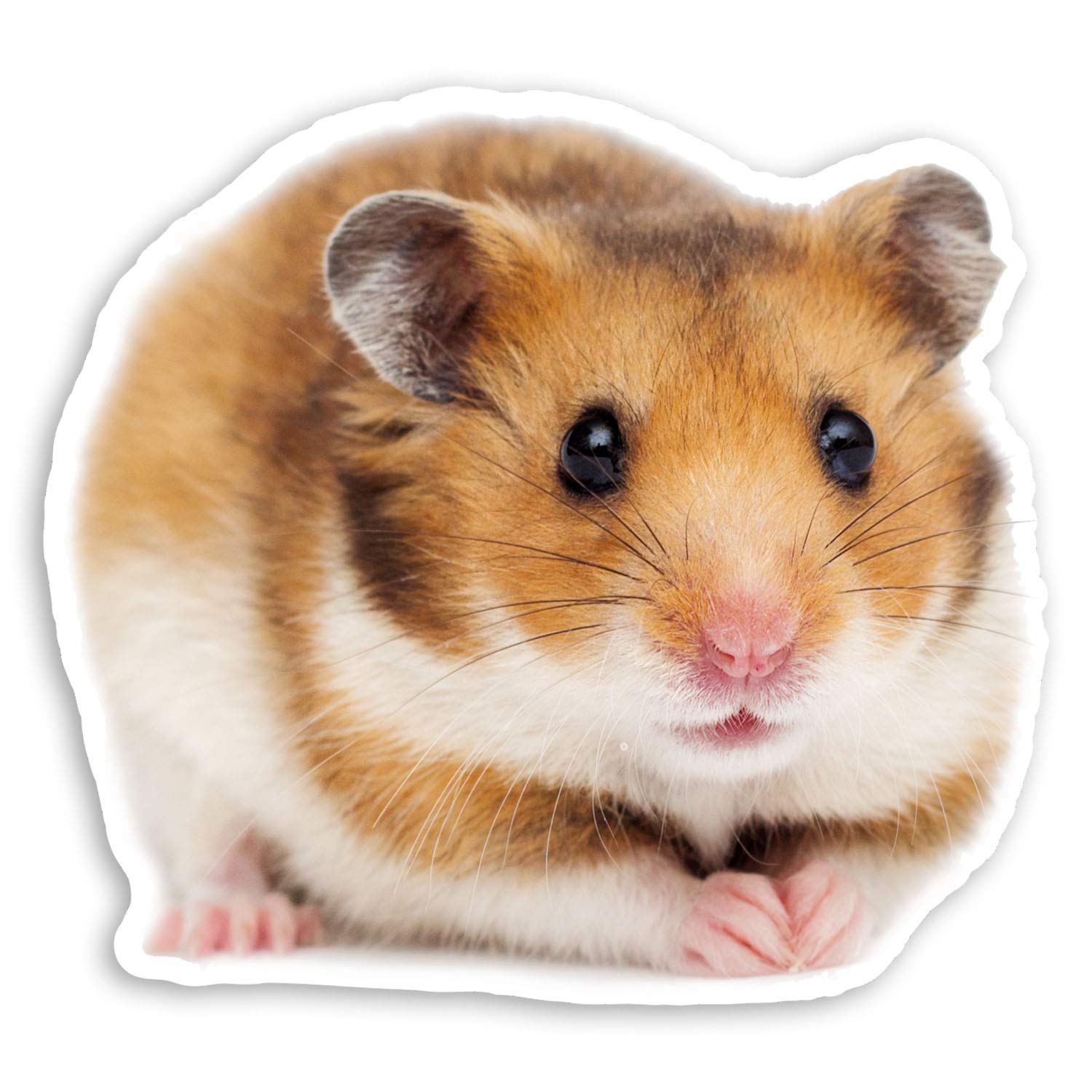 Destination Vinyl Ltd Multi 2 X 10Cm Cute Hamster Vinyl Stickers - Pet Animal Rodent Laptop Sticker #20866 (10Cm Wide)