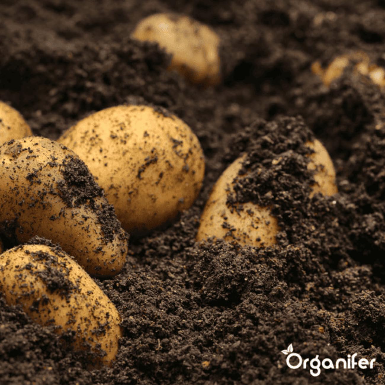 Phytophthora-Konzentrat - 1000 Ml Für 1000 M2 - Produkt Für Kartoffeln Und Tomaten - Pflanzenpflege - Gemüsedünger - Organifer