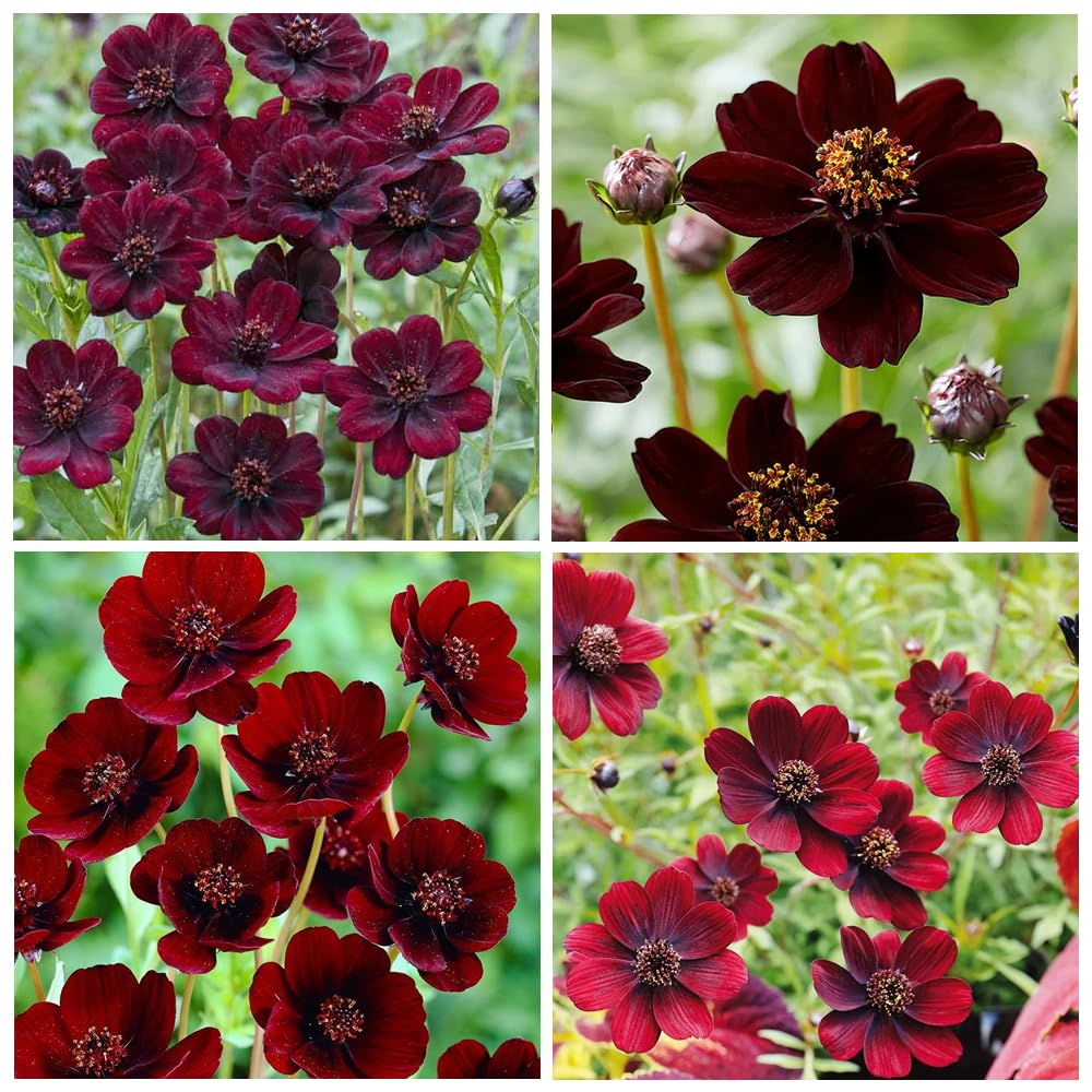 Amazon.com : 1000+ Cosmos Atrosanguineus Flower Seeds for Planting Outdoors  Attract Bees & Butterflies : Patio, Lawn & Garden