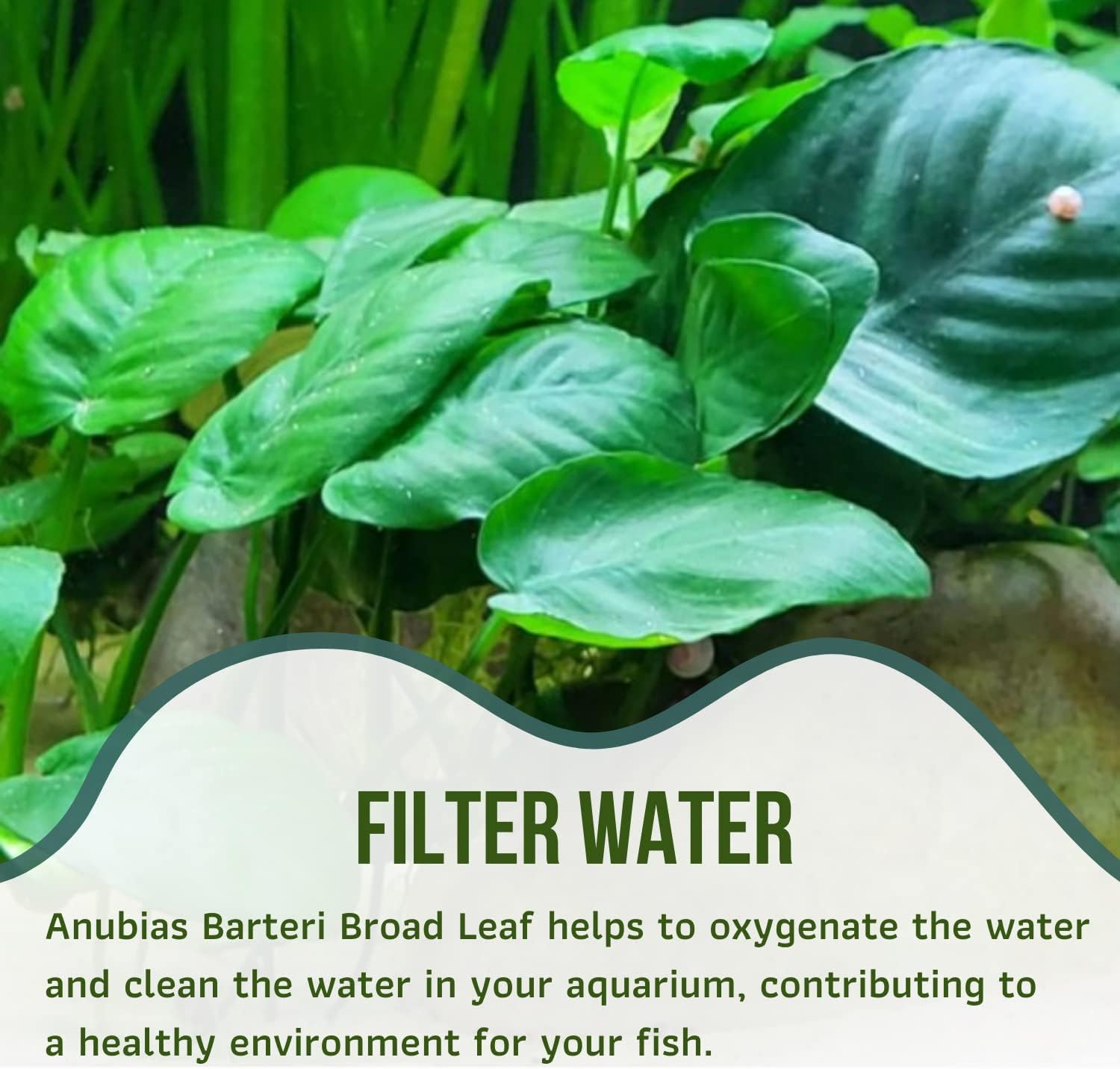Mainam Anubias Barteri Broad Leaf Tropical Freshwater Live Aquarium Plant Decorations (6 Pack)