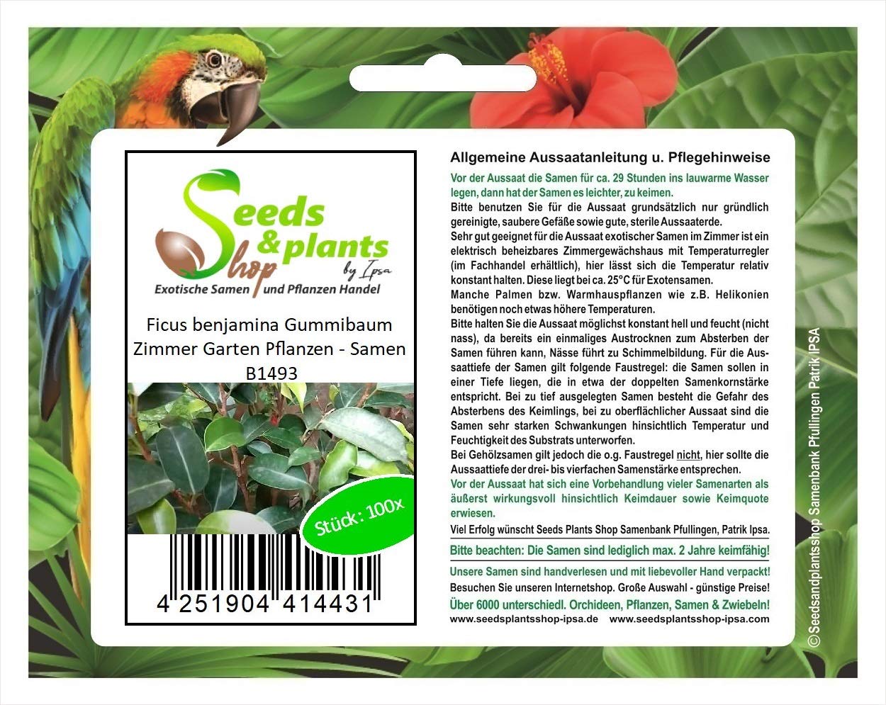 Stk - 100x Ficus benjamina Gummibaum Zimmer Garten Pflanzen - Samen B1493 -  Seeds & Plants Shop by Ipsa : Amazon.de: Garten