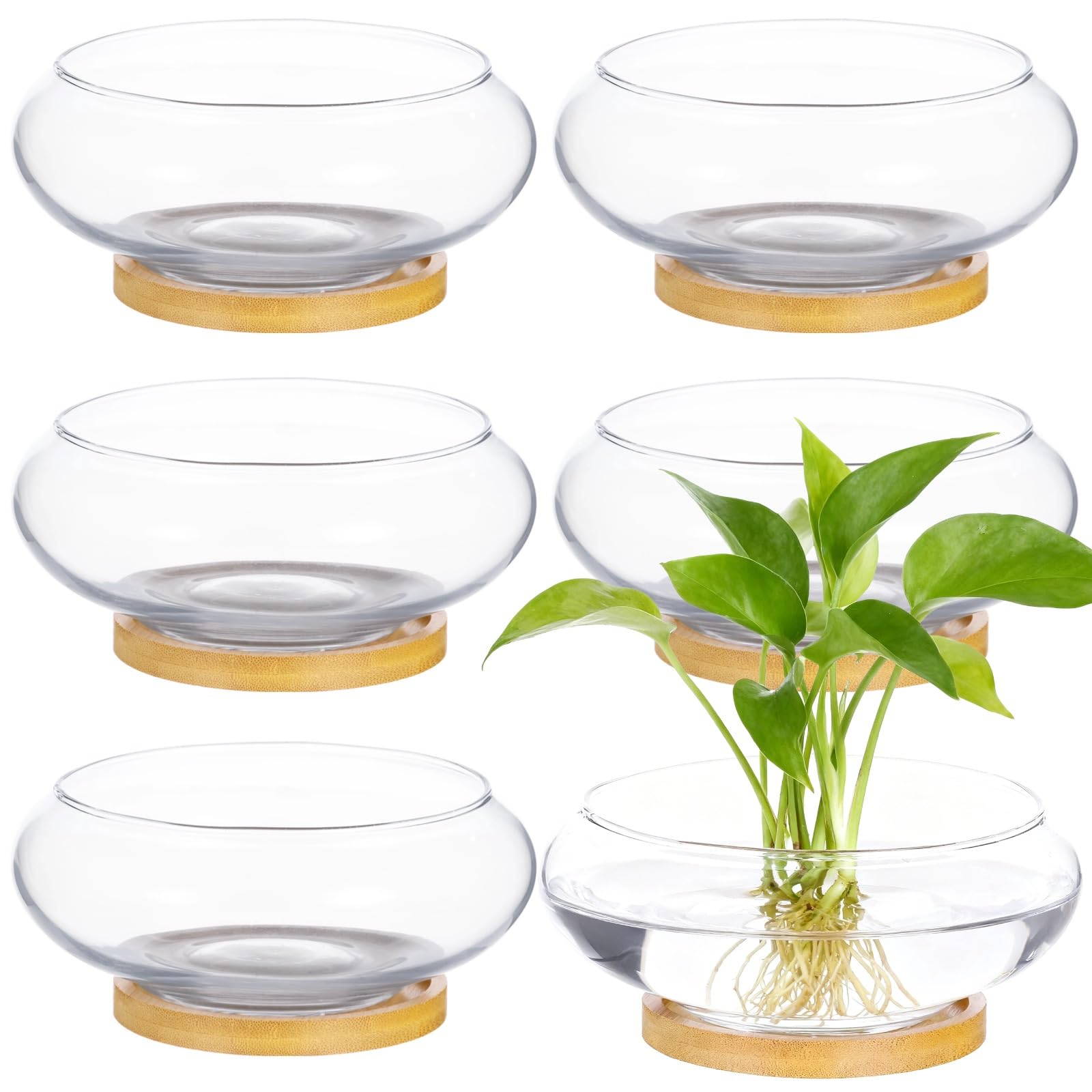 Set di 6 fioriere in vetro, vaso idroponico da 15,2 cm, con vassoi in legno naturale, contenitore trasparente per la coltivazione di piante acquatiche e grasse, terrario decorativo per la