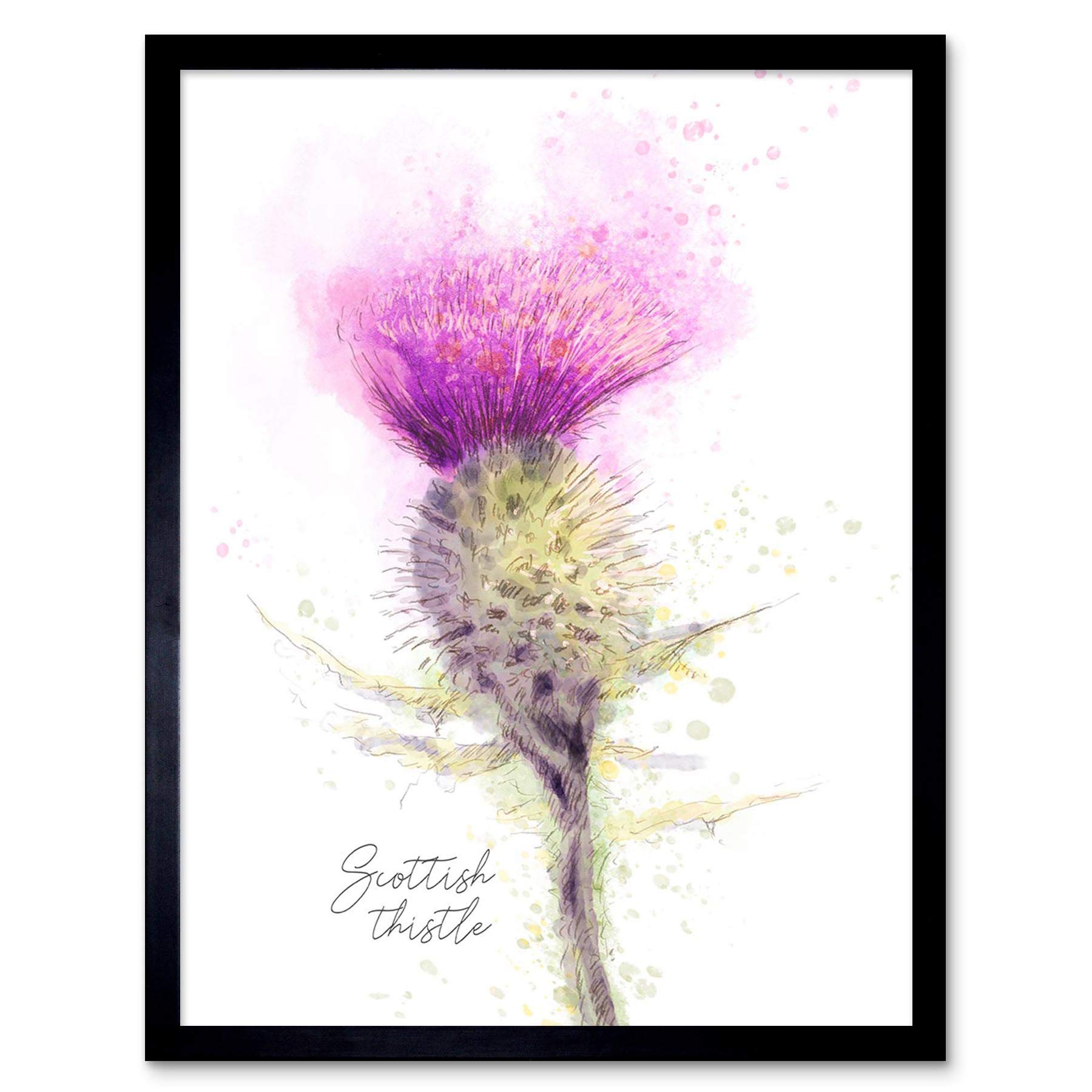 Wee Blue Coo Scottish Thistle Flower Head Watercolour Scotland Art Print Framed Poster Wall Decor 12X16 Inch