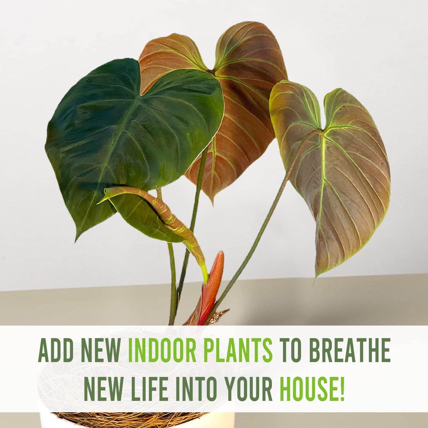 Amazon.com : LEAL PLANTS ECUADOR Philodendron Rubrijuvenile 'El Choco Red',Live  Indoor House Plant | Heart-Shaped Foliage | Air Purifying Tropical Plant  |Perfect for Home Decor, Unique Gift for Plant Lover : Patio,