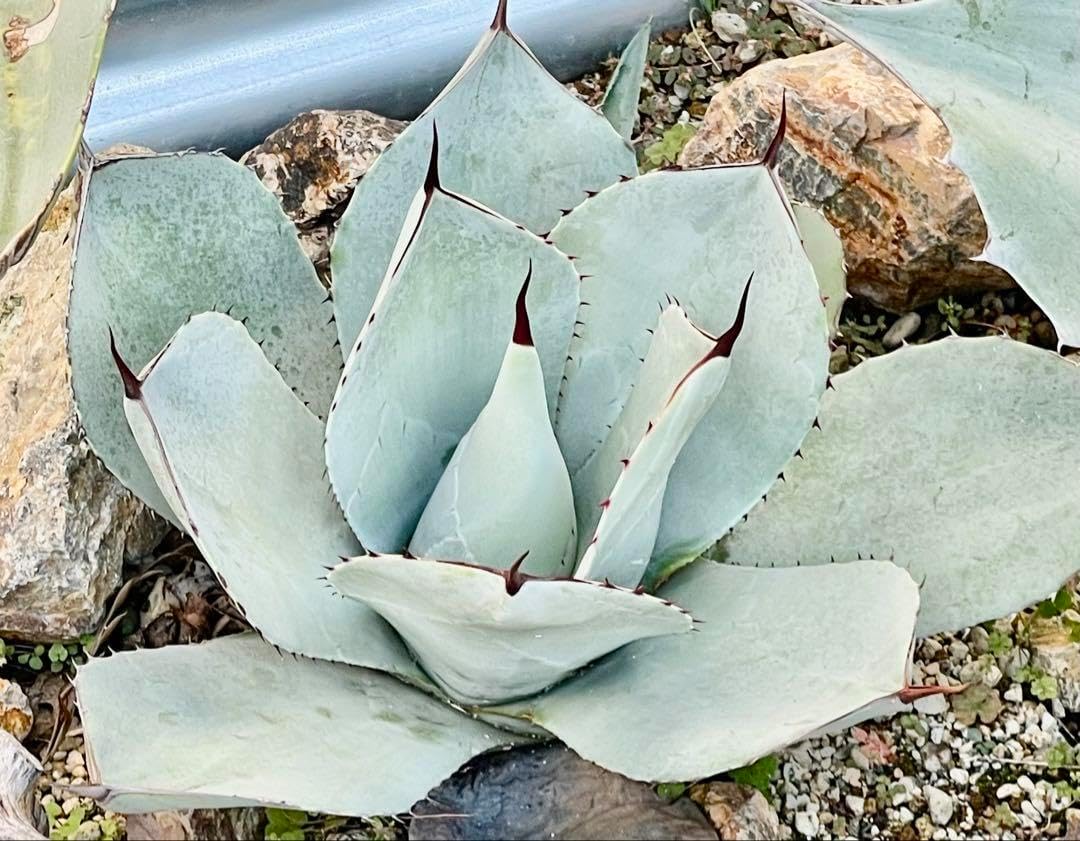 アガベ ートランカータハンティントン 大株 ドライガーデン 耐寒性