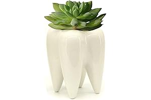 Ceramic Tooth Shaped Toothbrush Pen Pencil Succulent Planter Holder for Dental Office Home