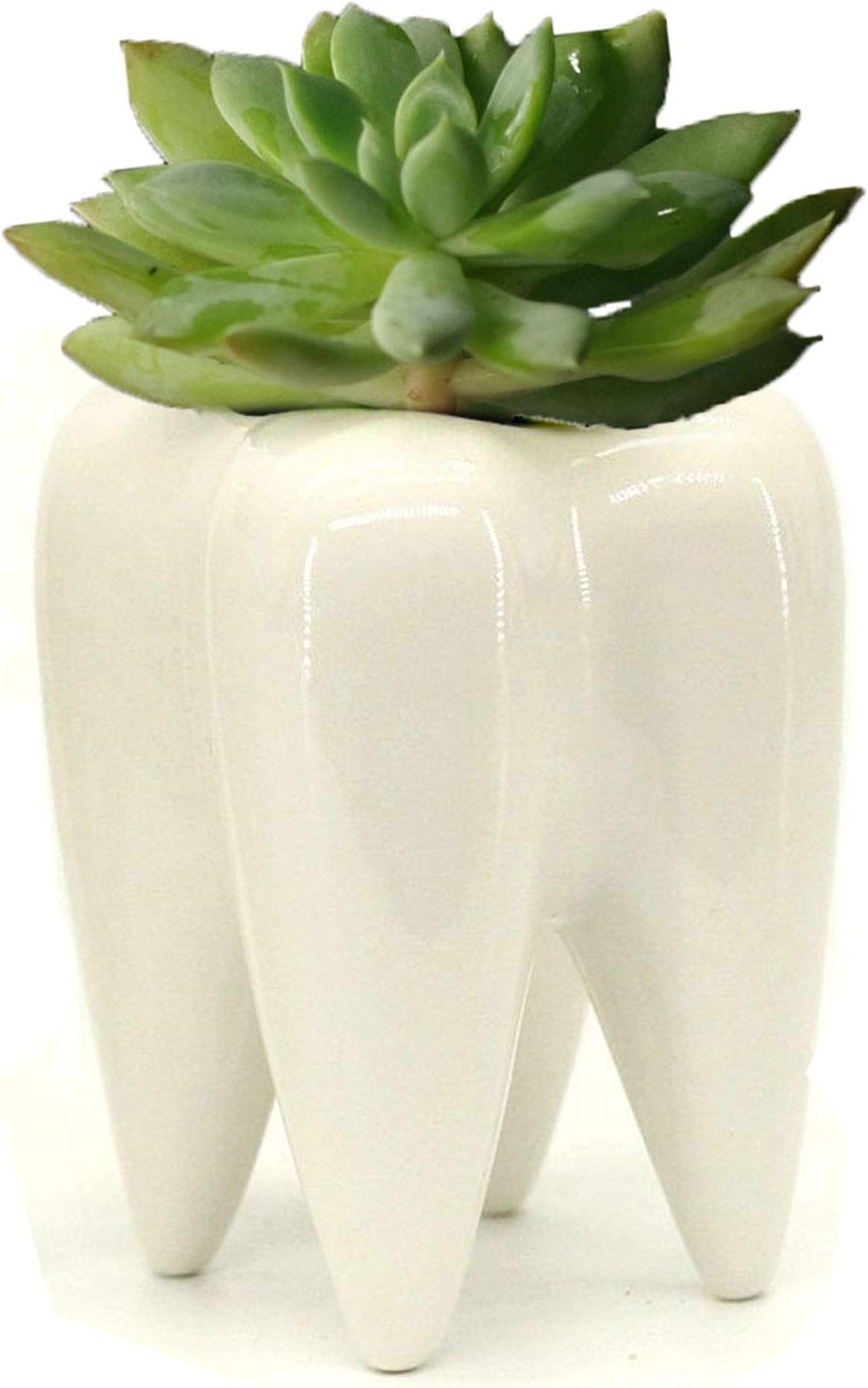 Ceramic Tooth Shaped Pen Pencil Toothbrush Holder Pot Succulent Plant Pot Home Office School Dentists Gift Ideal Gifts for Women, Mom or Birthdays