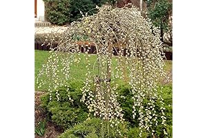 Grow Stunning Weeping Pussy Willow Trees from Cuttings