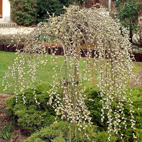 Grow Stunning Weeping Pussy Willow Trees from Cuttings