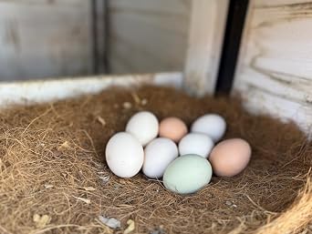 Farm Fresh/Free range organically raised Chicken Hatching Eggs/eating eggs -8 Count