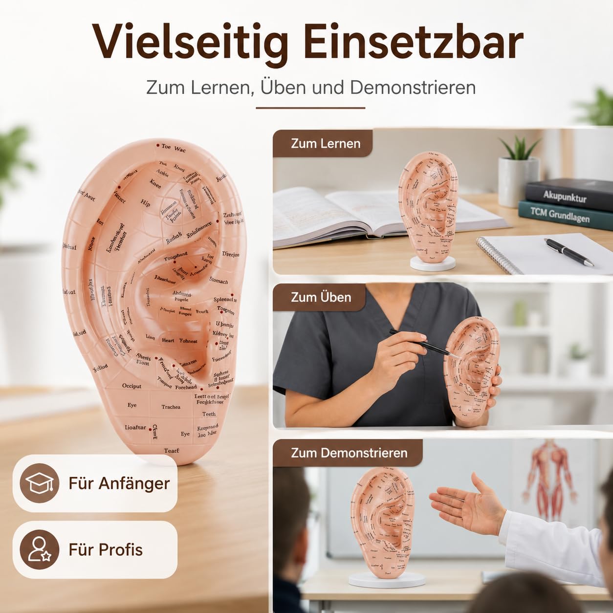 Ohrakupunktur- Tool Menschliches Ohr Anatomisches Ohr Punkt Vaccaria Acupoint Englische Charaktere Chinesische Massage Lehrrequisite Diagramm Ohrakupunktur