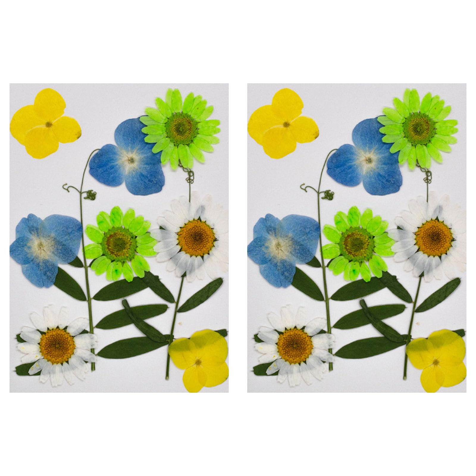 Carotoe Spring Story 20Pcs Natural Dried Flower For Bookmarks Jewelry Making Natural Pressed Dried Flower Leaves For Art Craft Pressed Craft Supplies