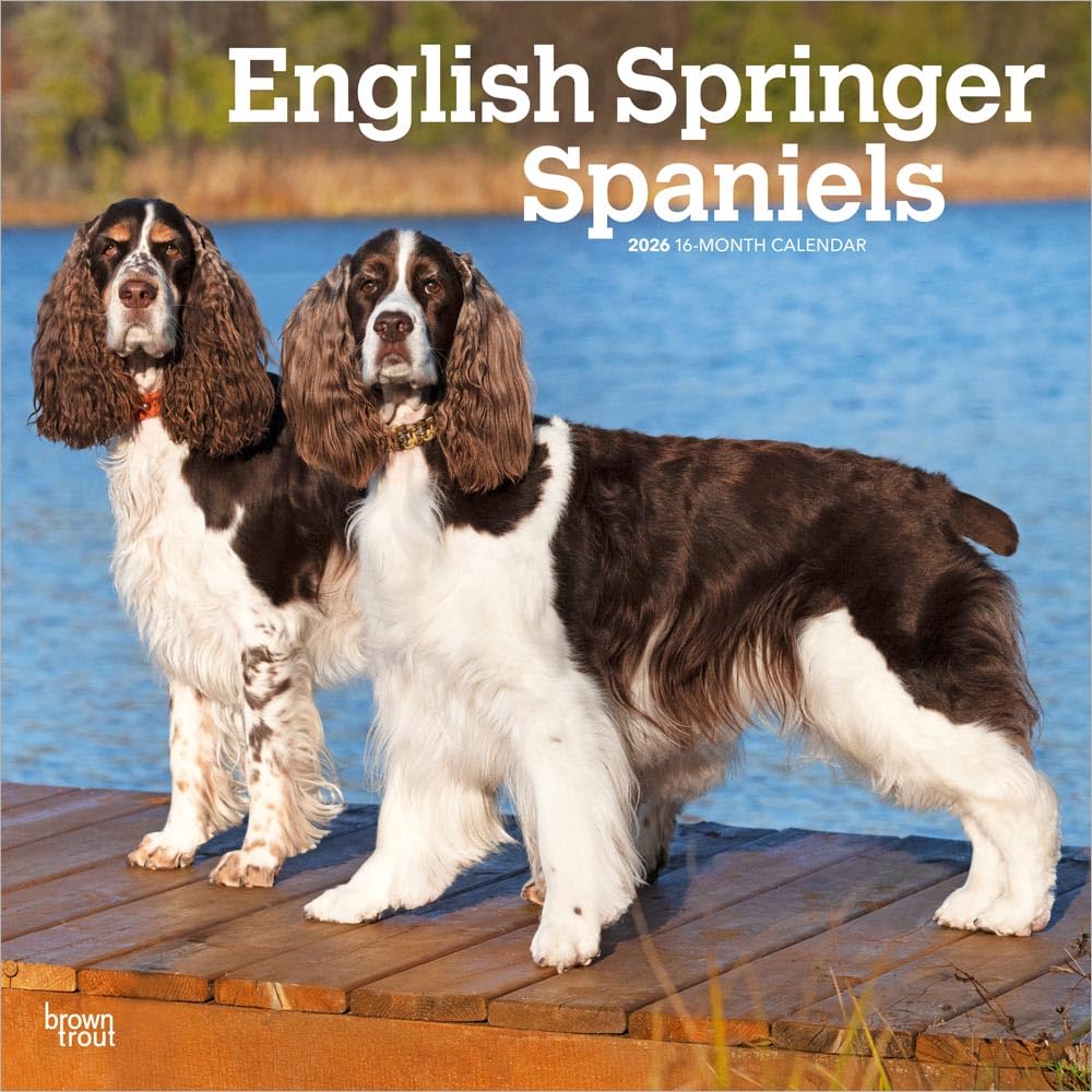 English Springer Spaniels | 2026 12 x 24 Inch (Hanging) Monthly Square Wall Calendar | BrownTrout | Animals Dog Breeds